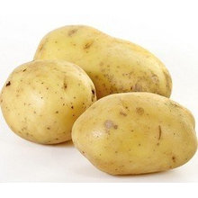 New Crop Top Quality for Sale Holland Potato